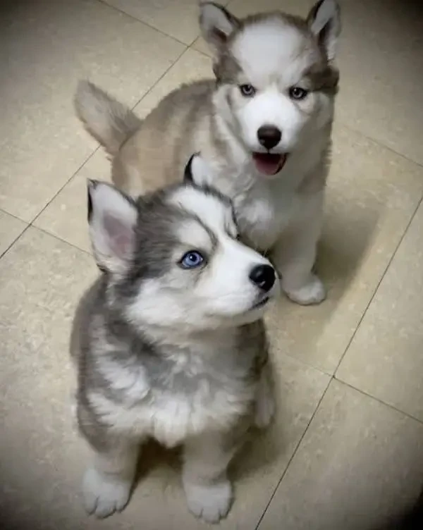 husky pups available wooly coat blue eyes-Image 2