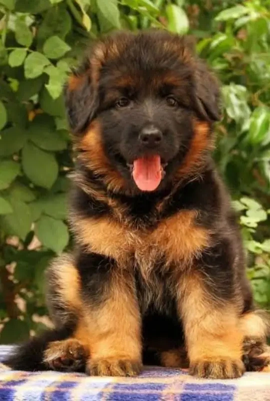 German shepherd puppies available-Image 2