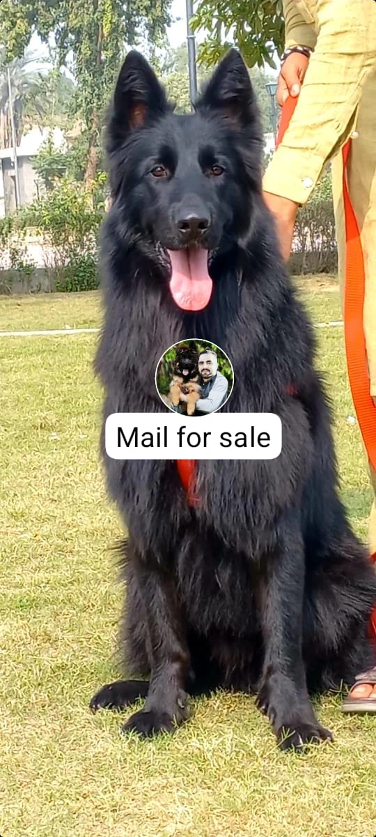 German shepherd breeder female available-Image 2