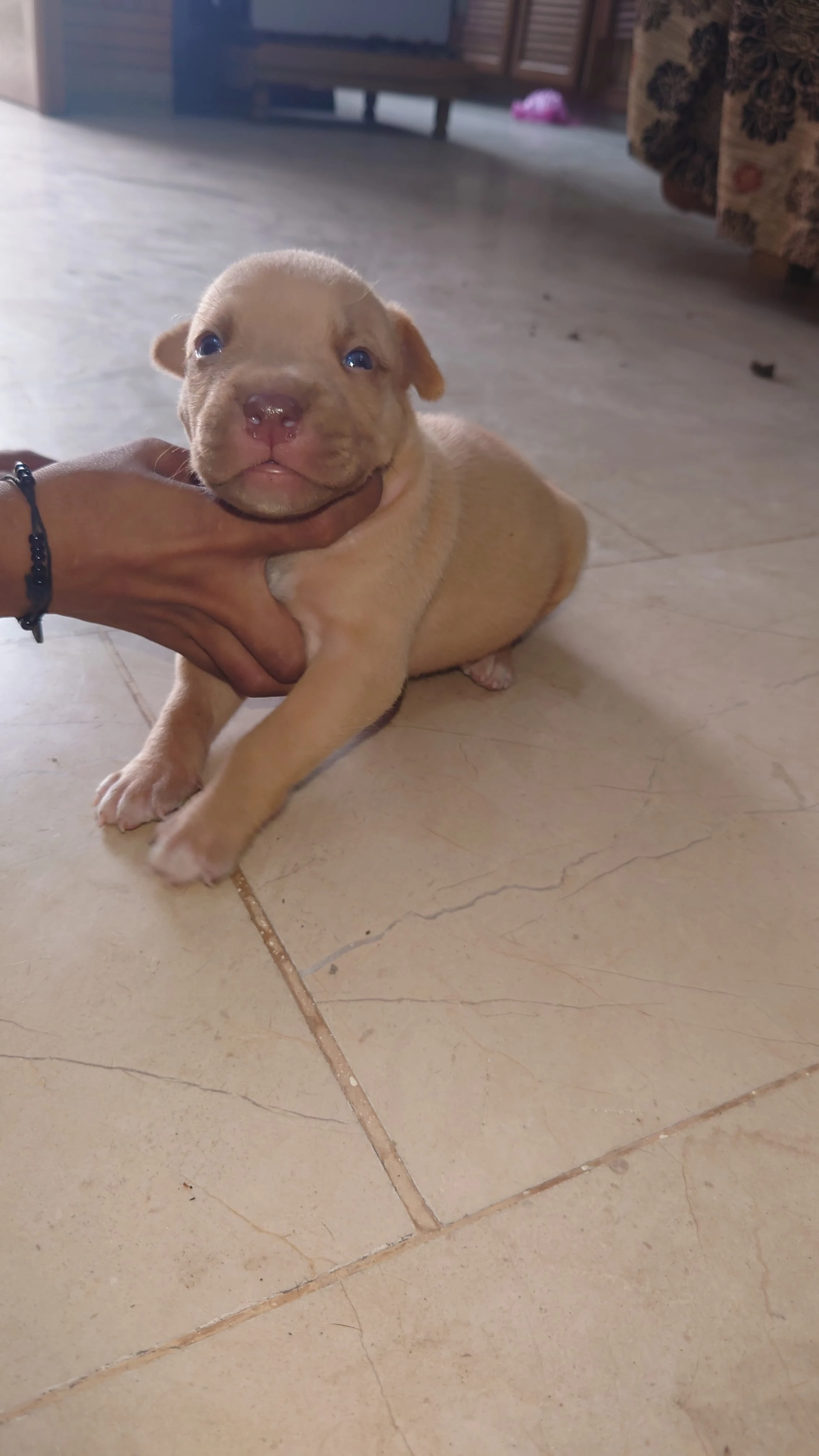 Pitbull Puppies Available-Image 2