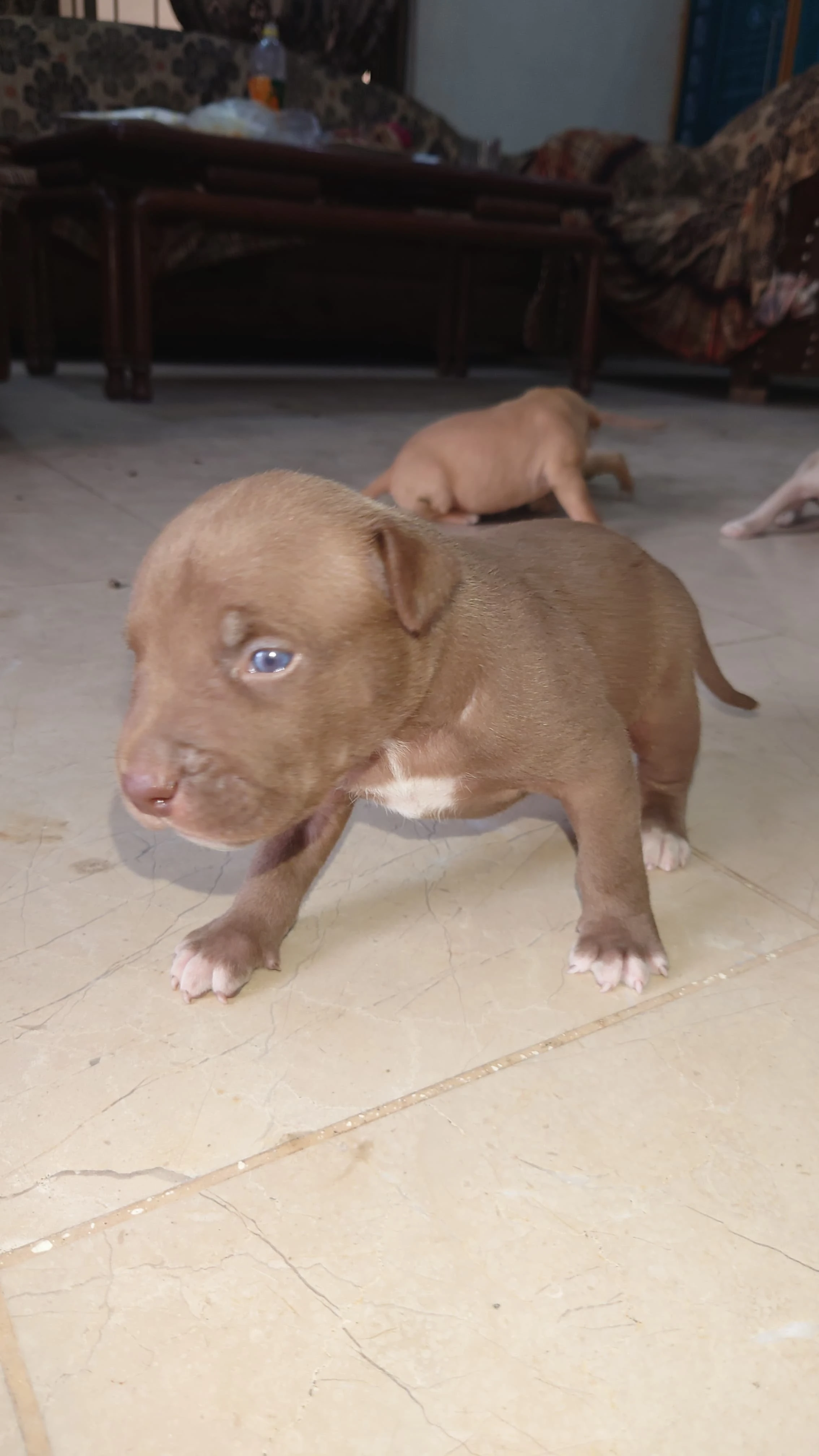 Pitbull Puppies Available-Image 3