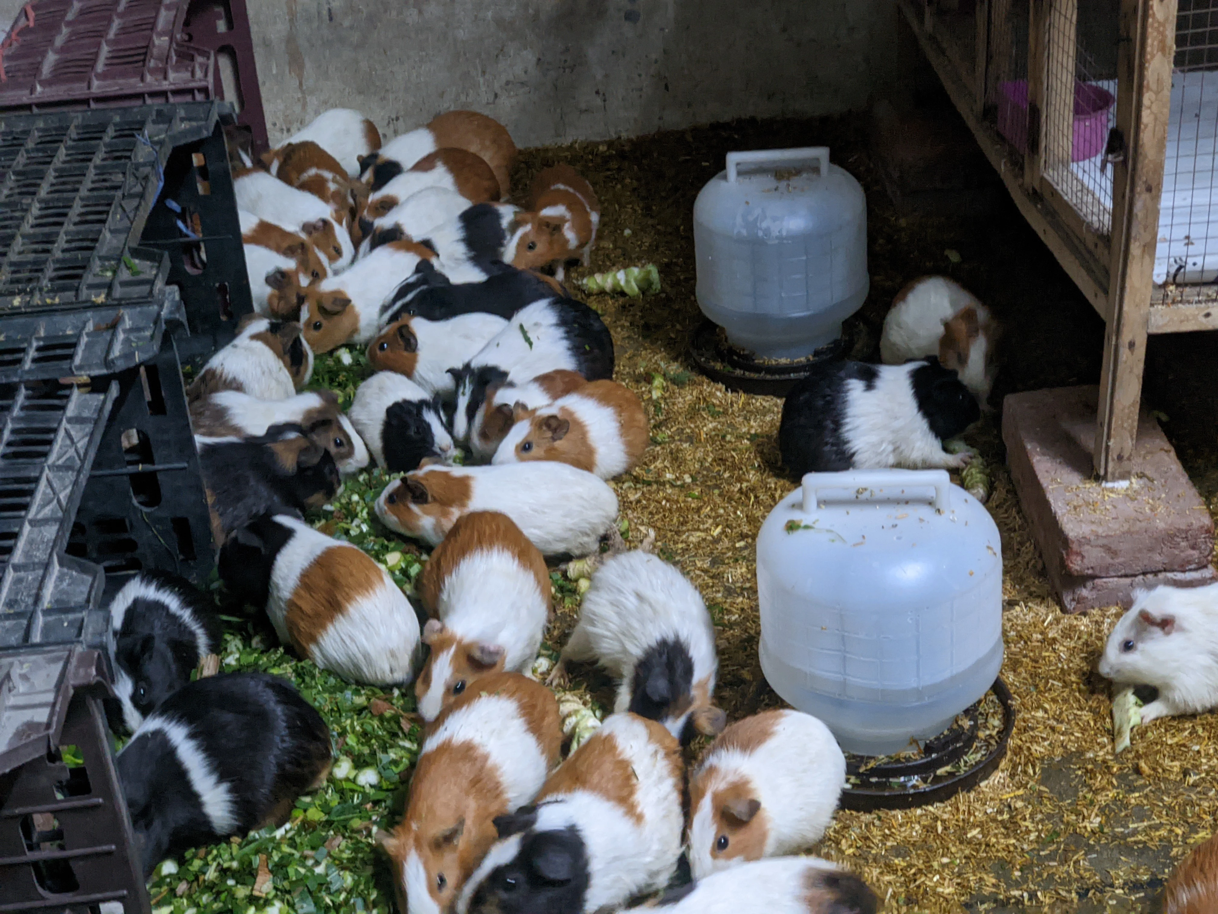 Guinea pig