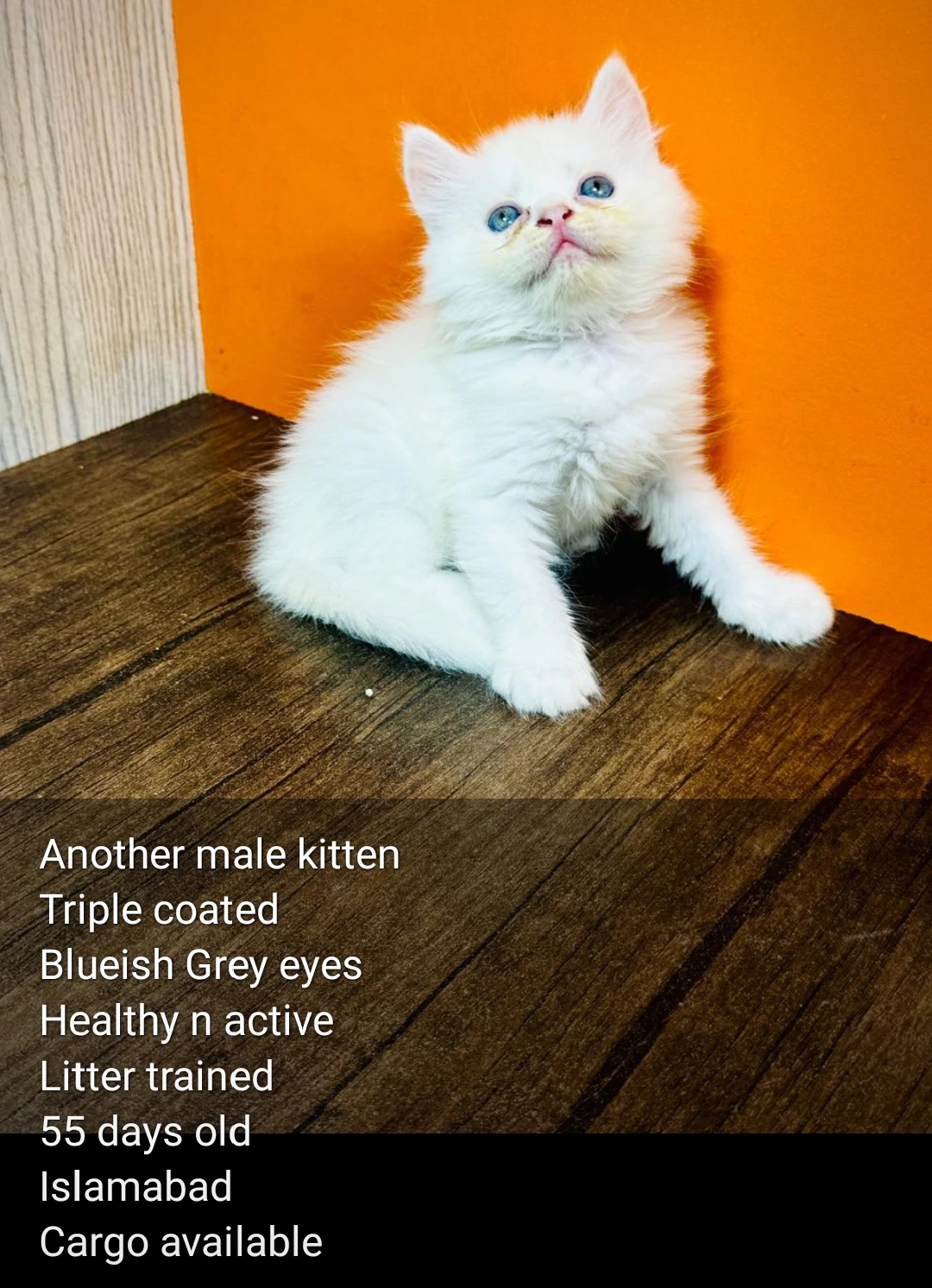 Perisan triple coated kittens