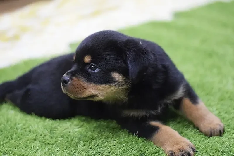 Rottweiler Puppies available