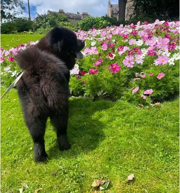 Chow Chow Imported Female puppy