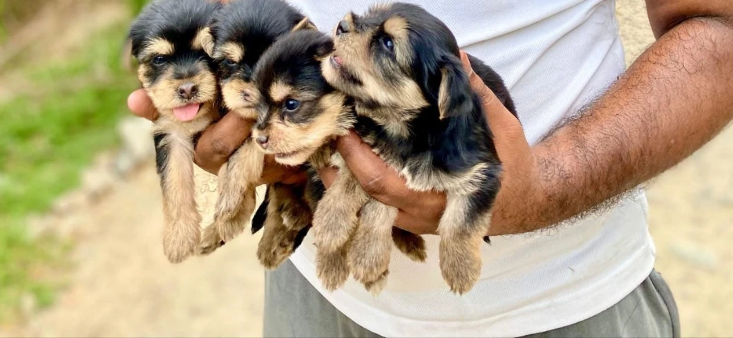 Yorkshire Terriors pups available for new home-Image 2