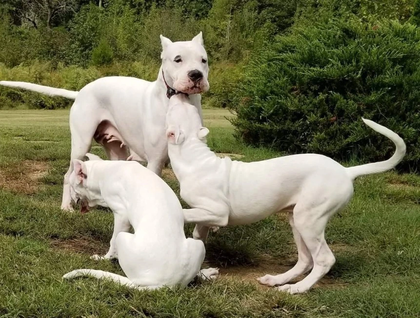 Dogo Argentino pups available for import