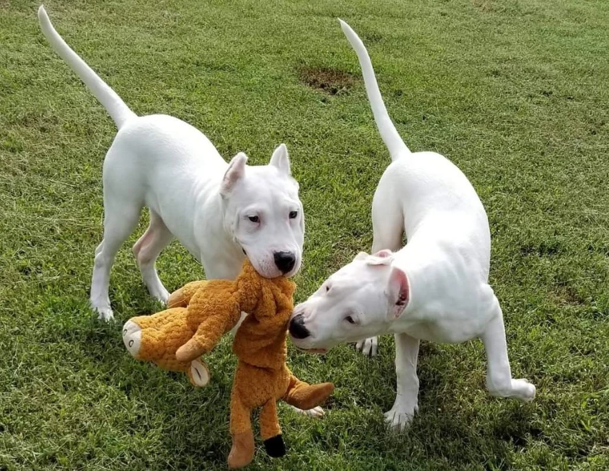 Dogo Argentino pups available for import