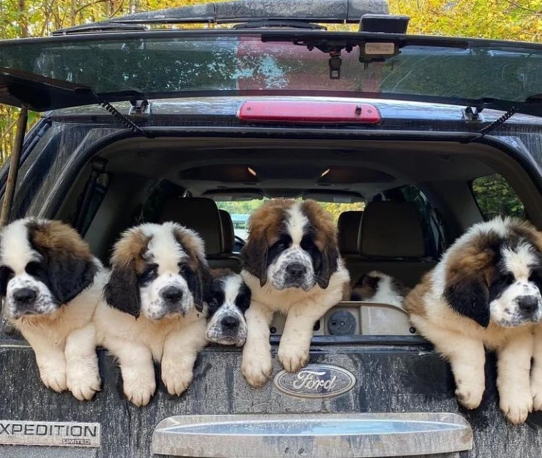 St Bernard puppies available for import