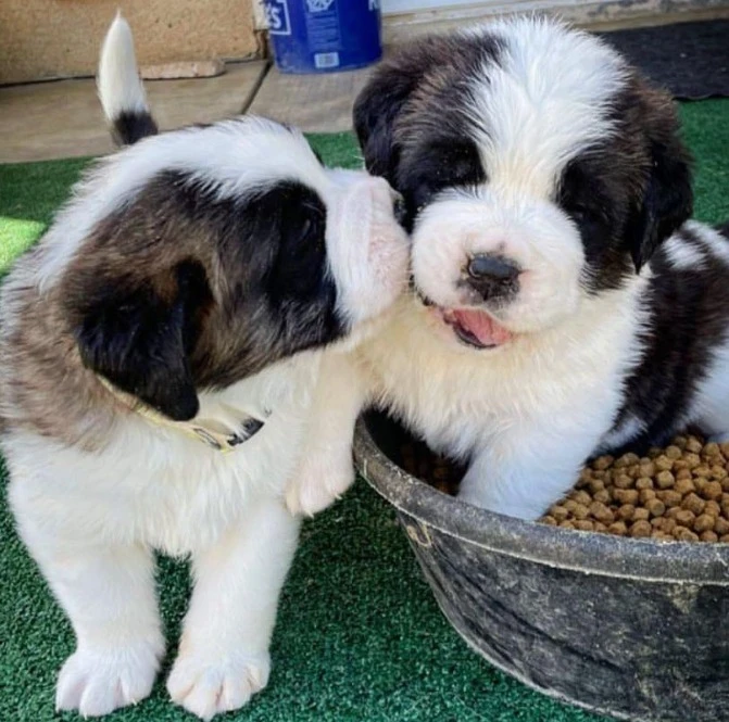 St Bernard puppies available for import