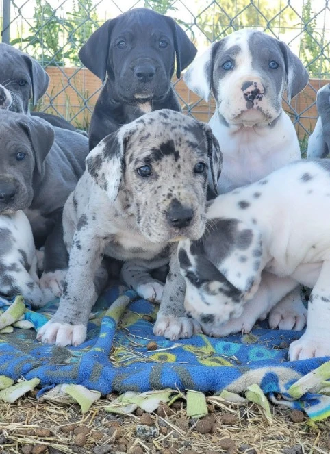 Great Dane pups available for import-Image 2