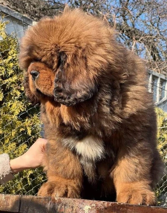 Tibetan mastiff puppies available for import