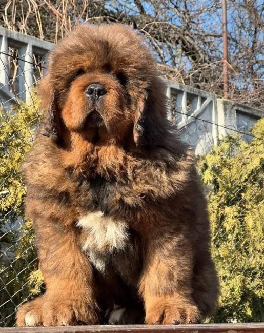 Tibetan mastiff puppies available for import