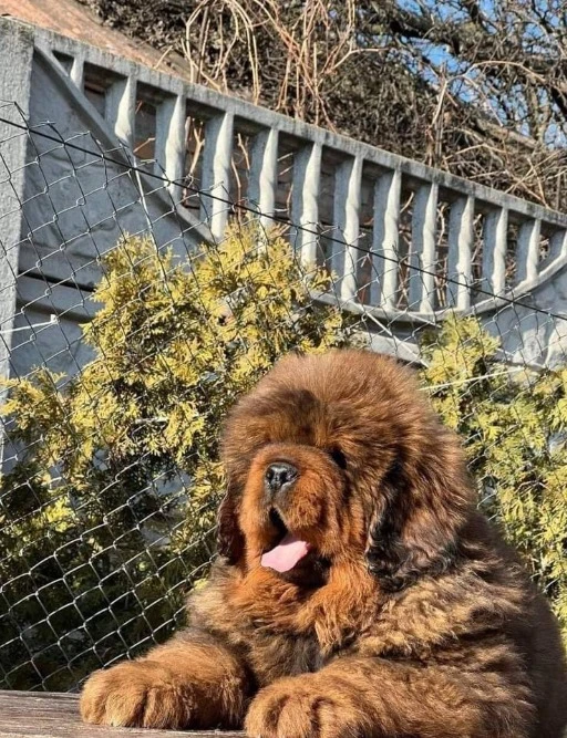 Tibetan mastiff puppies available for import