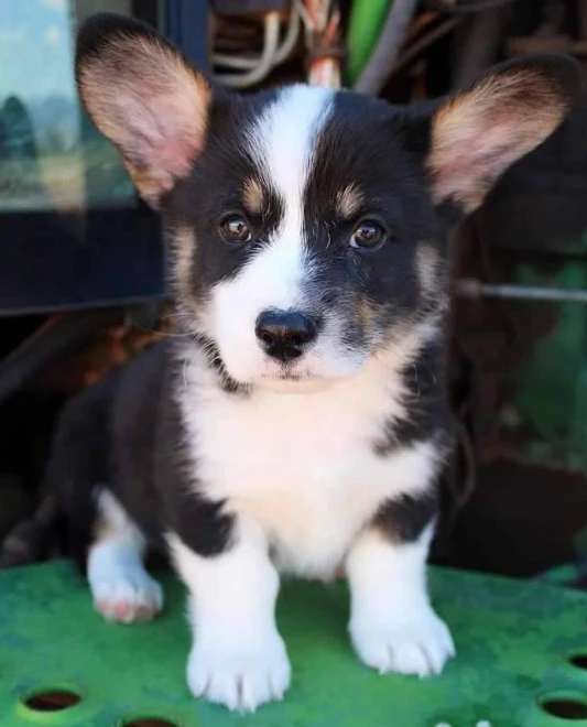 welsh corgi puppies available for import