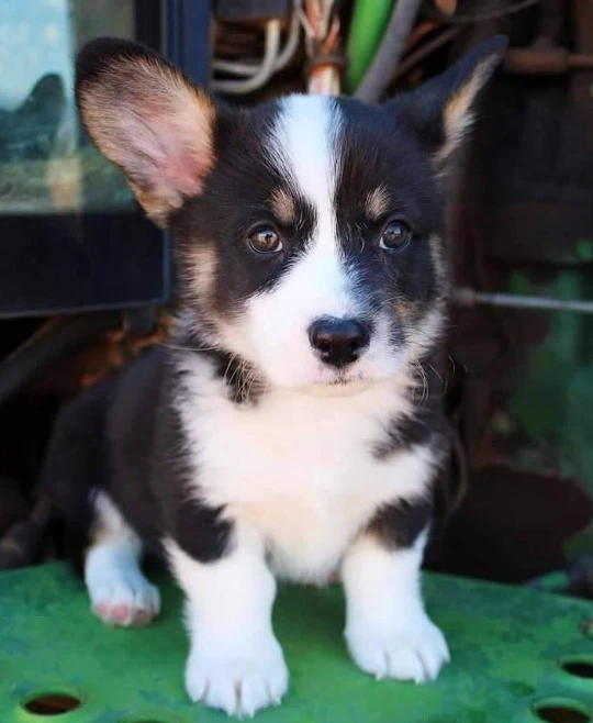 welsh corgi puppies available for import