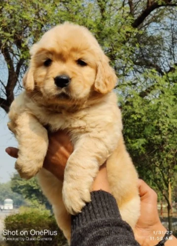 GOLDEN RETRIEVER PUPPY