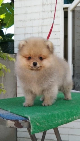 POMERANIAN PUPPIES