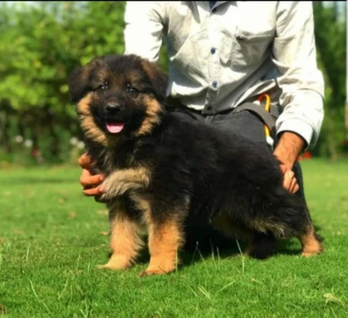 GERMAN SHEPHERD PUPPIES