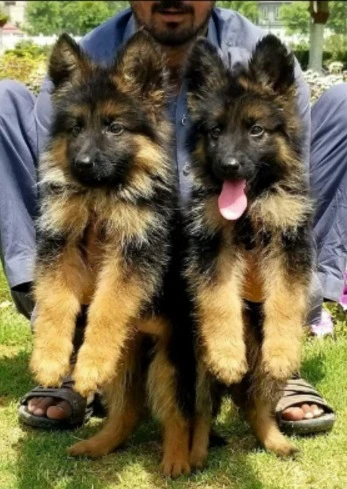 GERMAN SHEPHERD PUPPIES