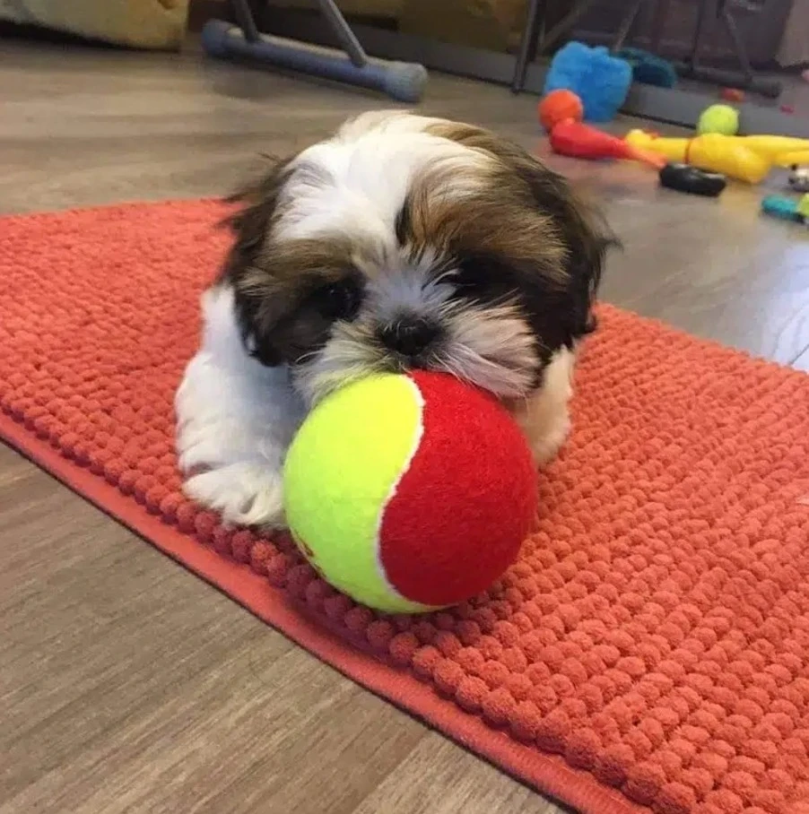 SHIHTZU PUPPIES