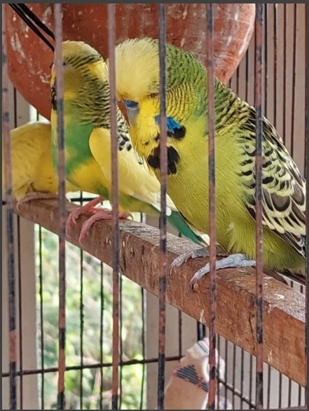 Australian love birds-Image 2