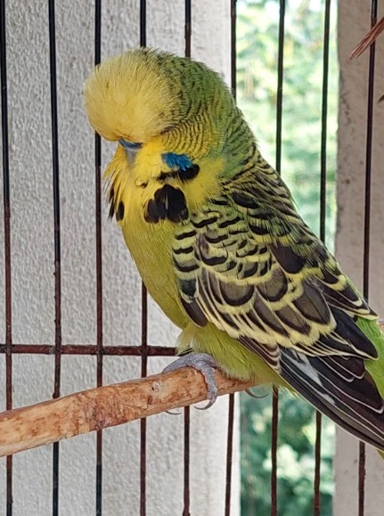 Australian Parrots