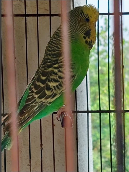 Australian Parrots