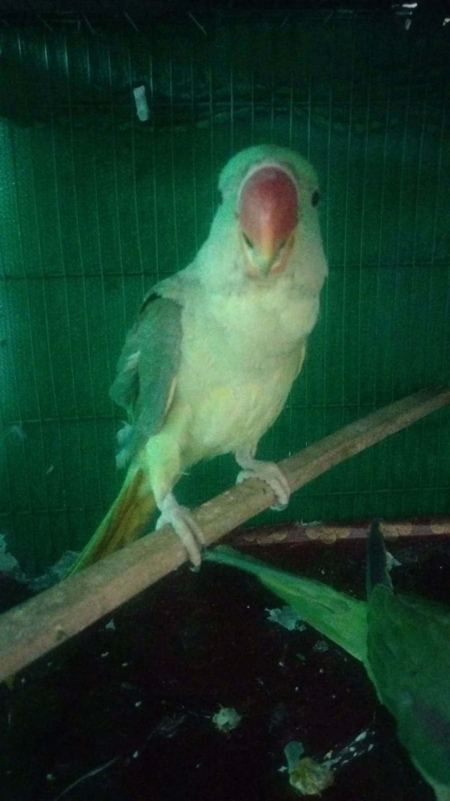 Raw parrot hand tamed pair