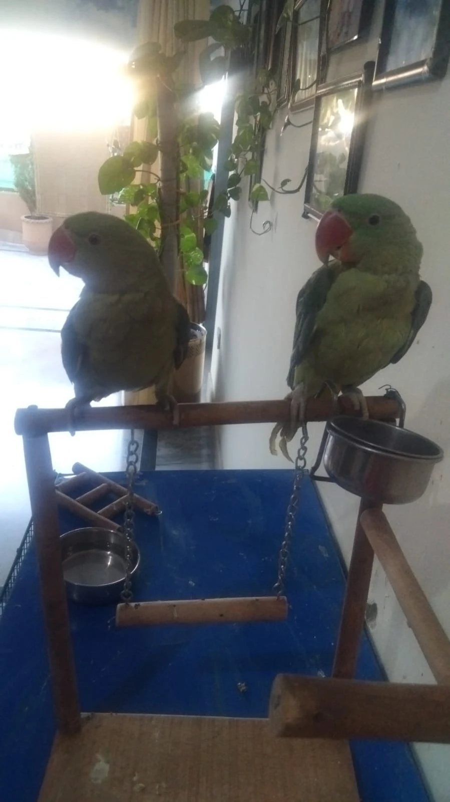 Raw parrot hand tamed pair