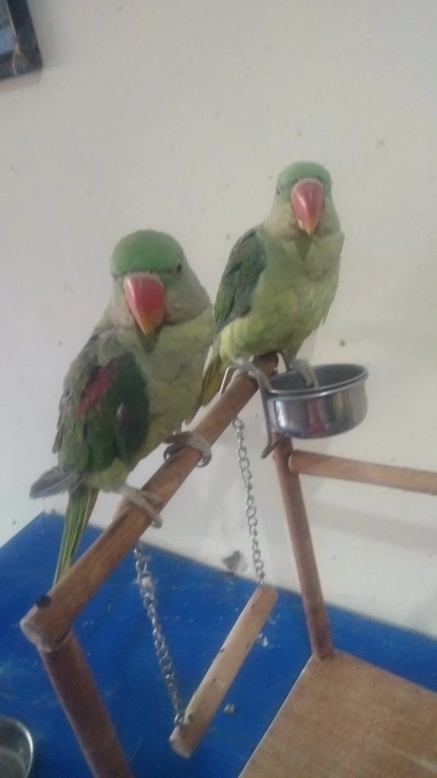 Raw parrot hand tamed pair