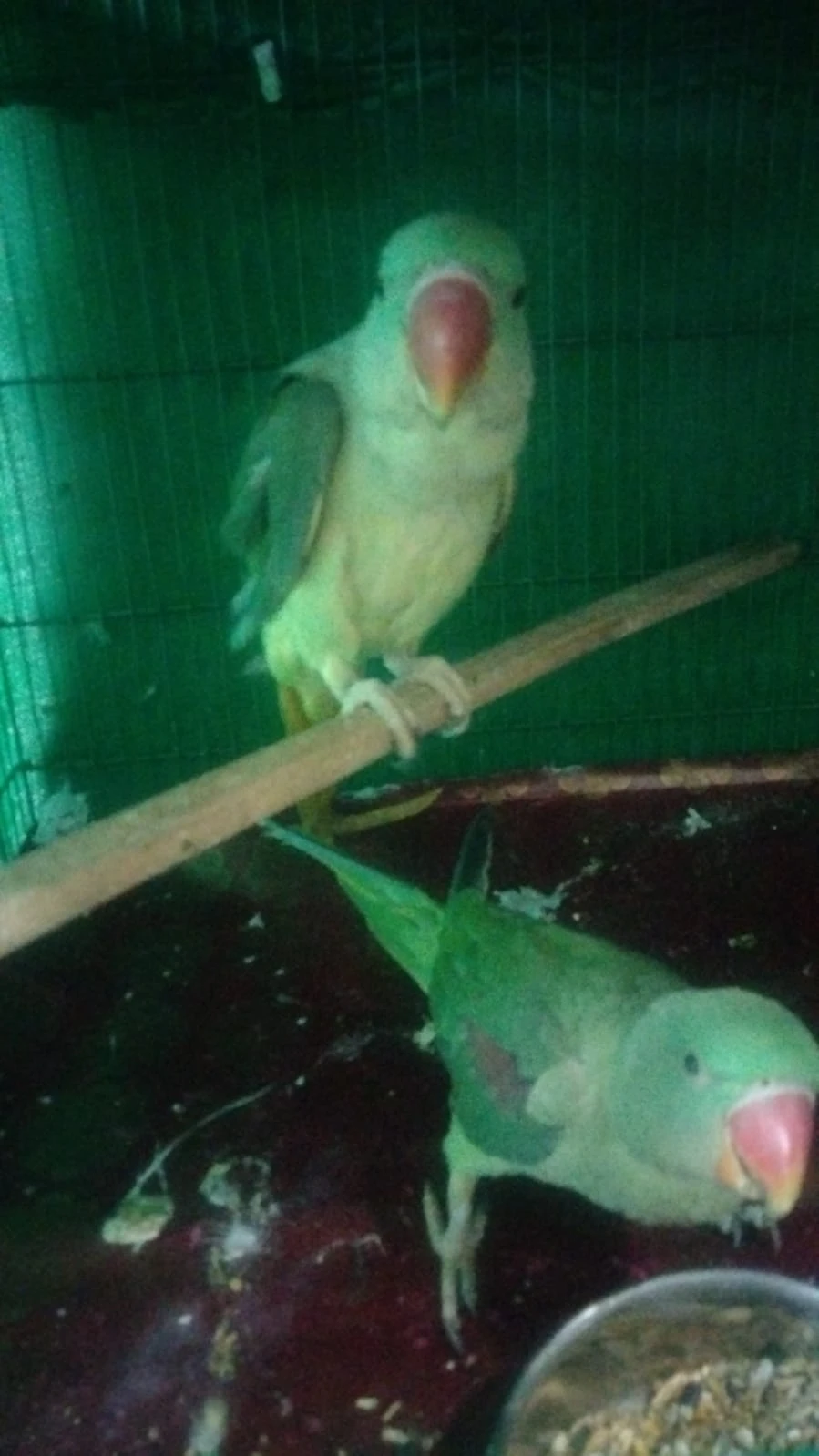 Raw parrot hand tamed pair