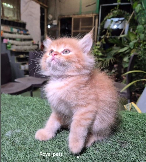 Persian kitten