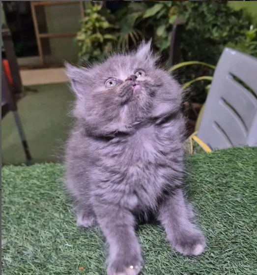 Gray Babli, furry Kitten ( Persian )