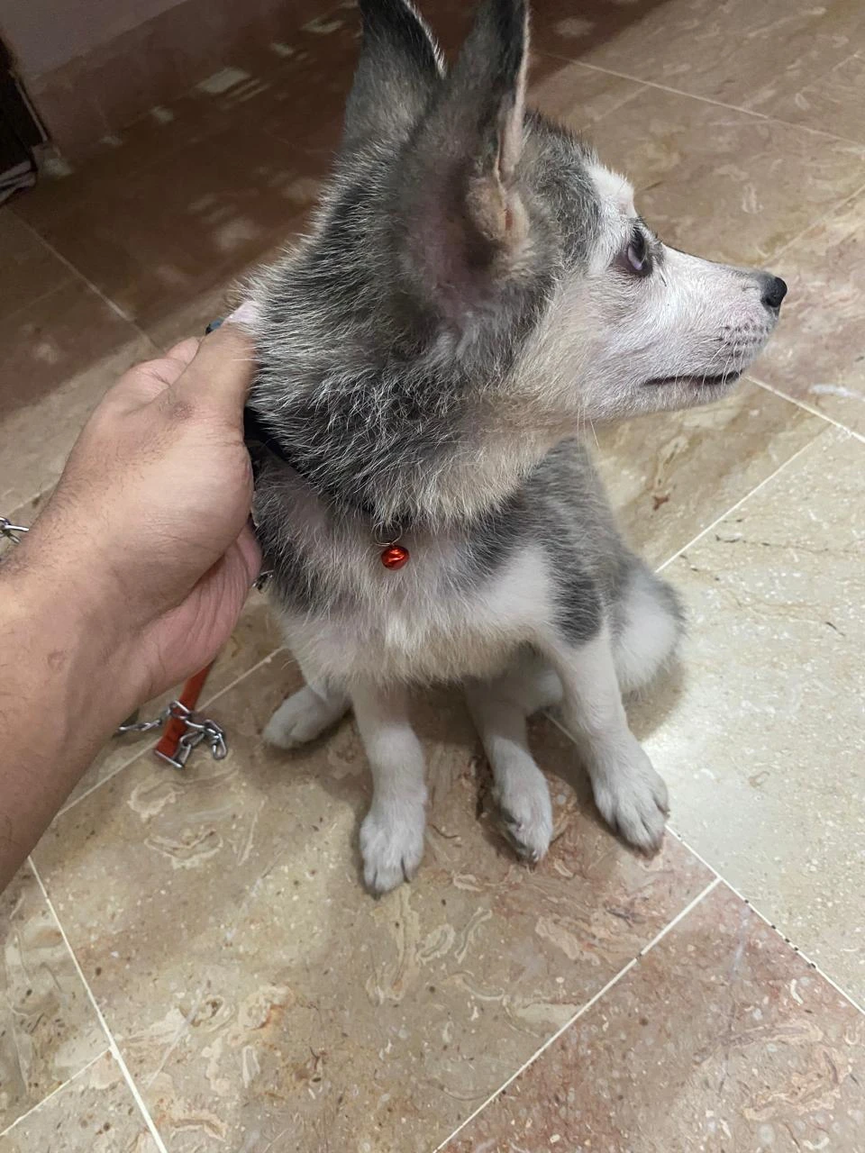 Female husky pup available for sale