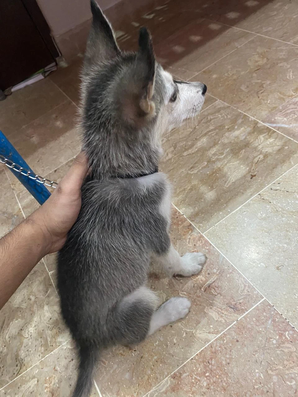 Female husky pup available for sale