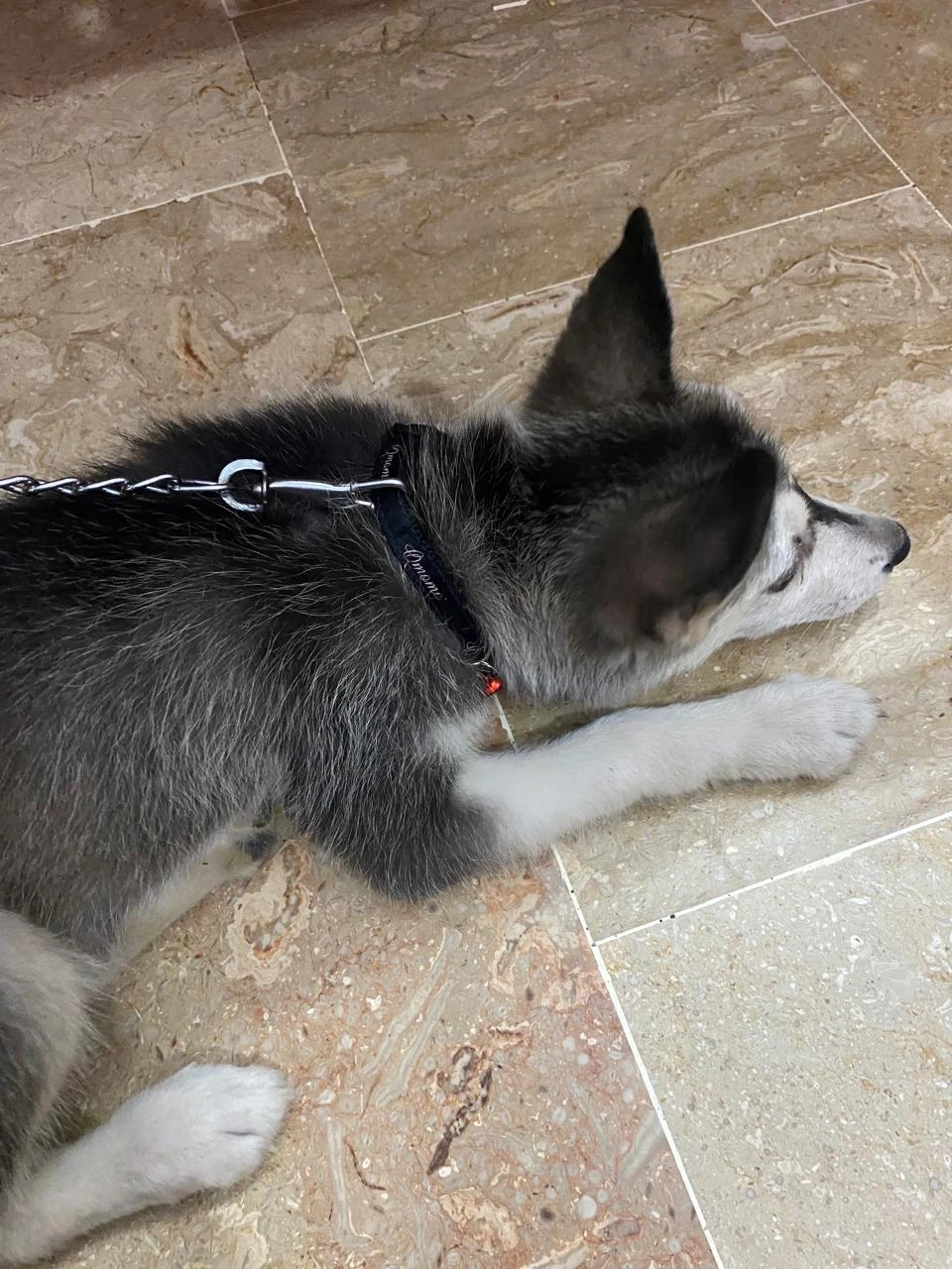 Female husky pup available for sale