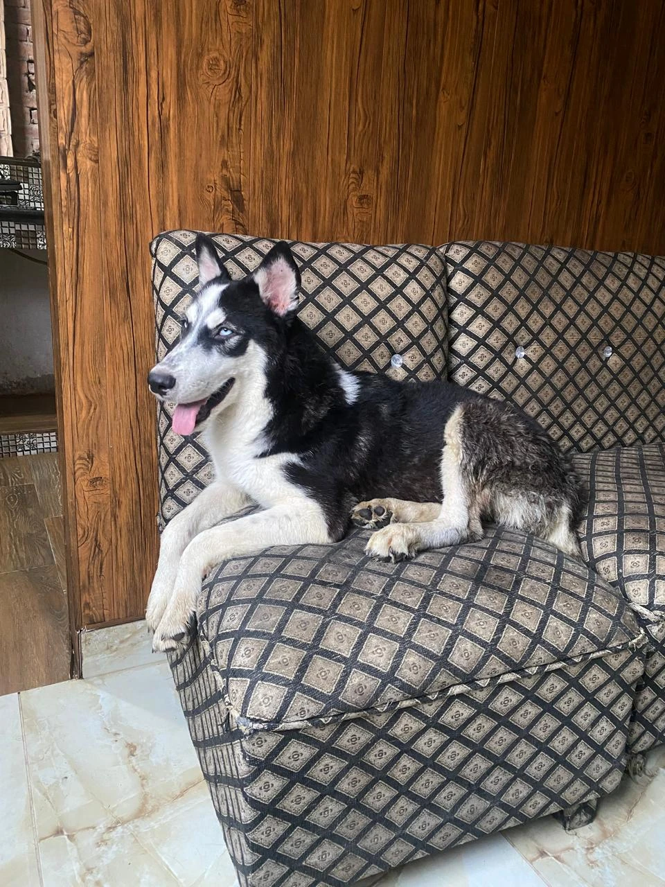 Husky puppu available for sale