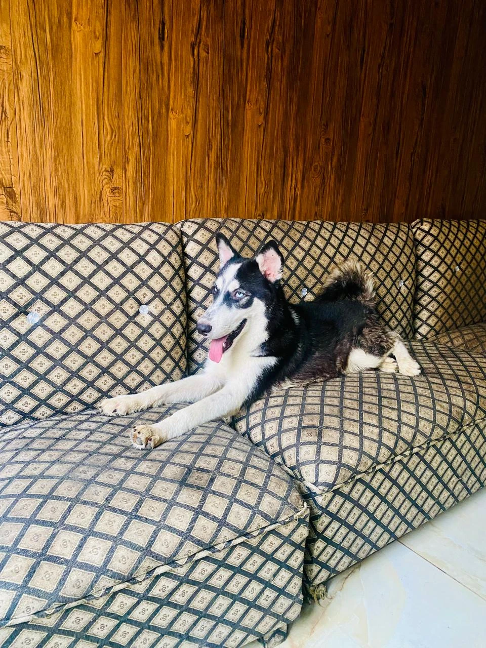 Husky puppu available for sale