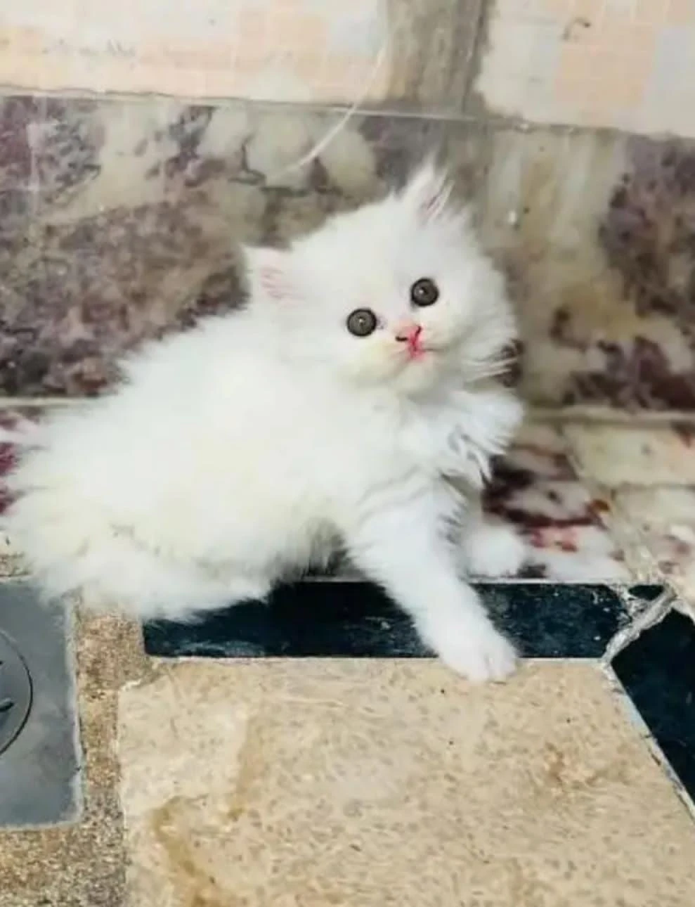 Persian cat rag 2 month for sale 03250120476 WhatsApp