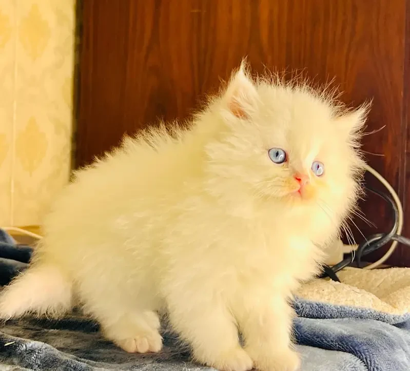 high quality kitten|Punch face Kittens|persian cat|cute|tripple|fluff