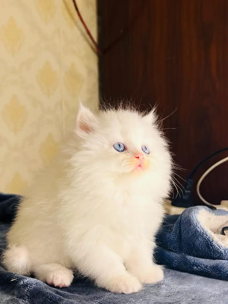 high quality kitten|Punch face Kittens|persian cat|cute|tripple|fluff