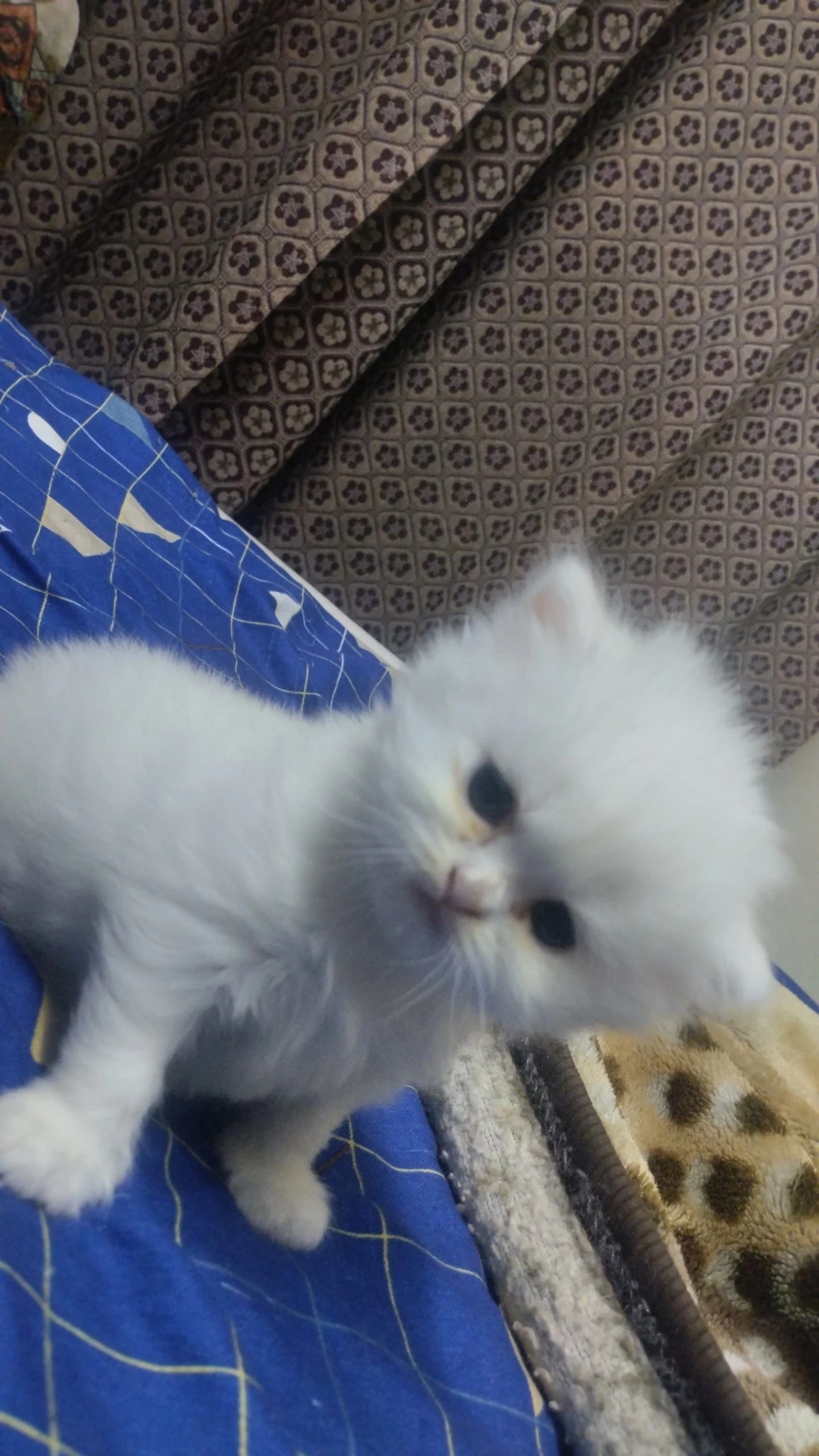 Extreme punch Persian two female kittens