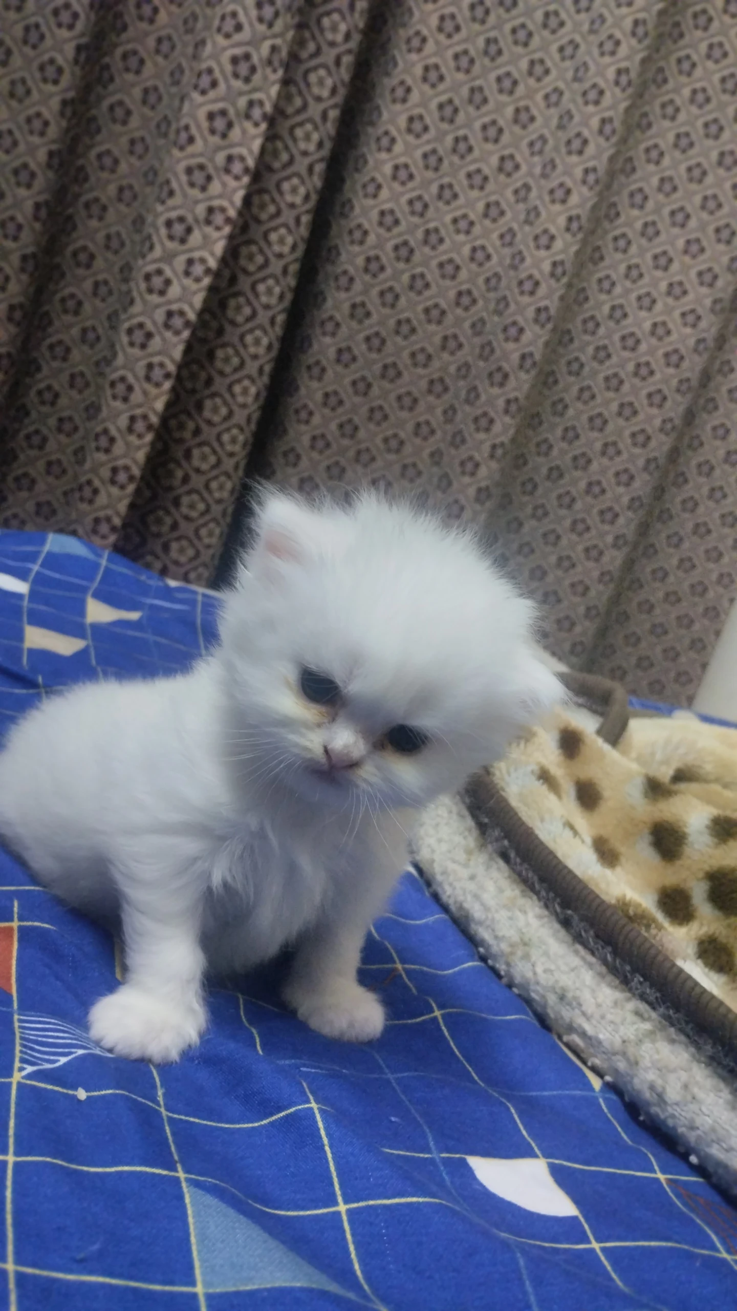 Extreme punch Persian two female kittens