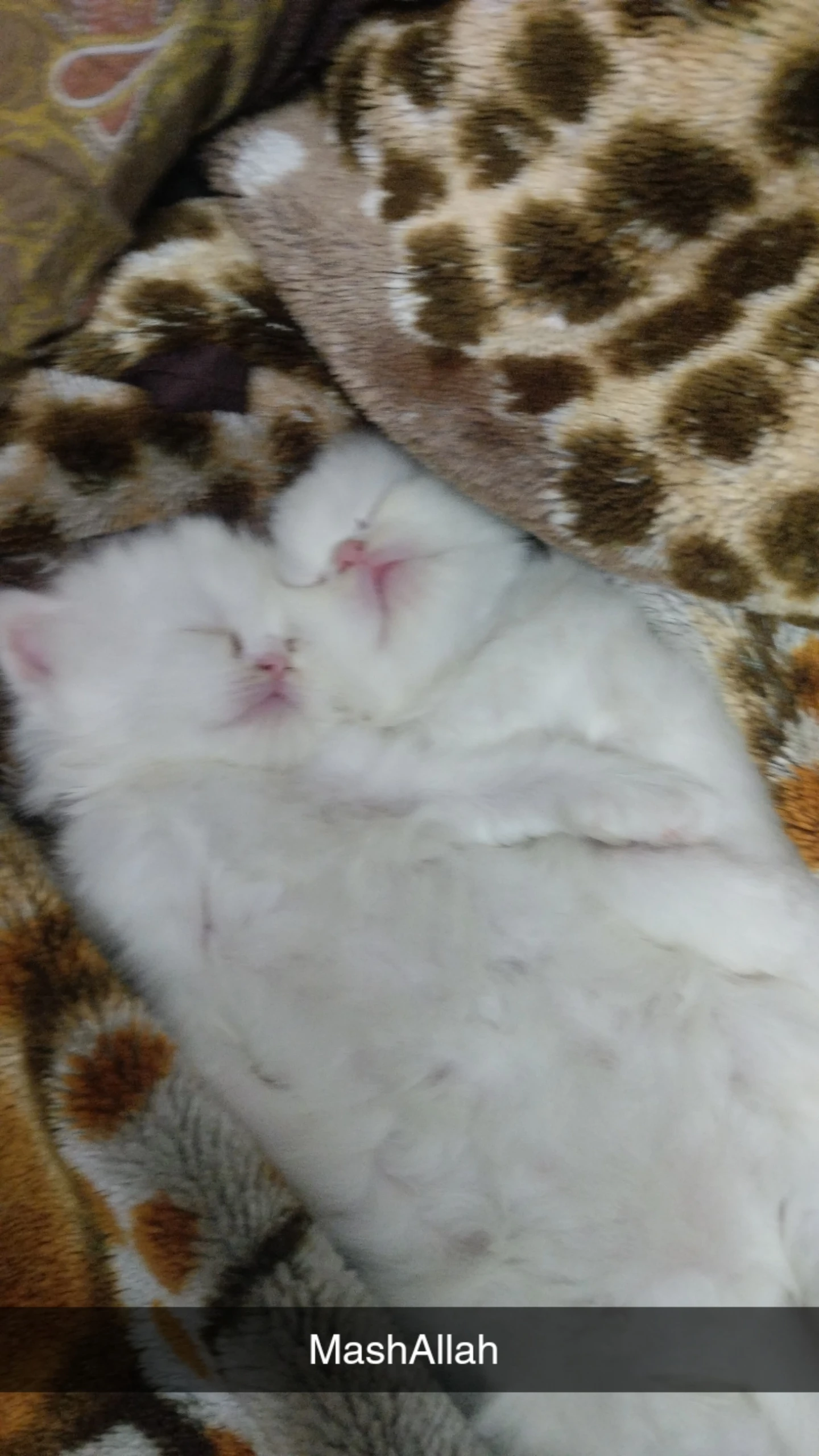 Extreme punch Persian two female kittens