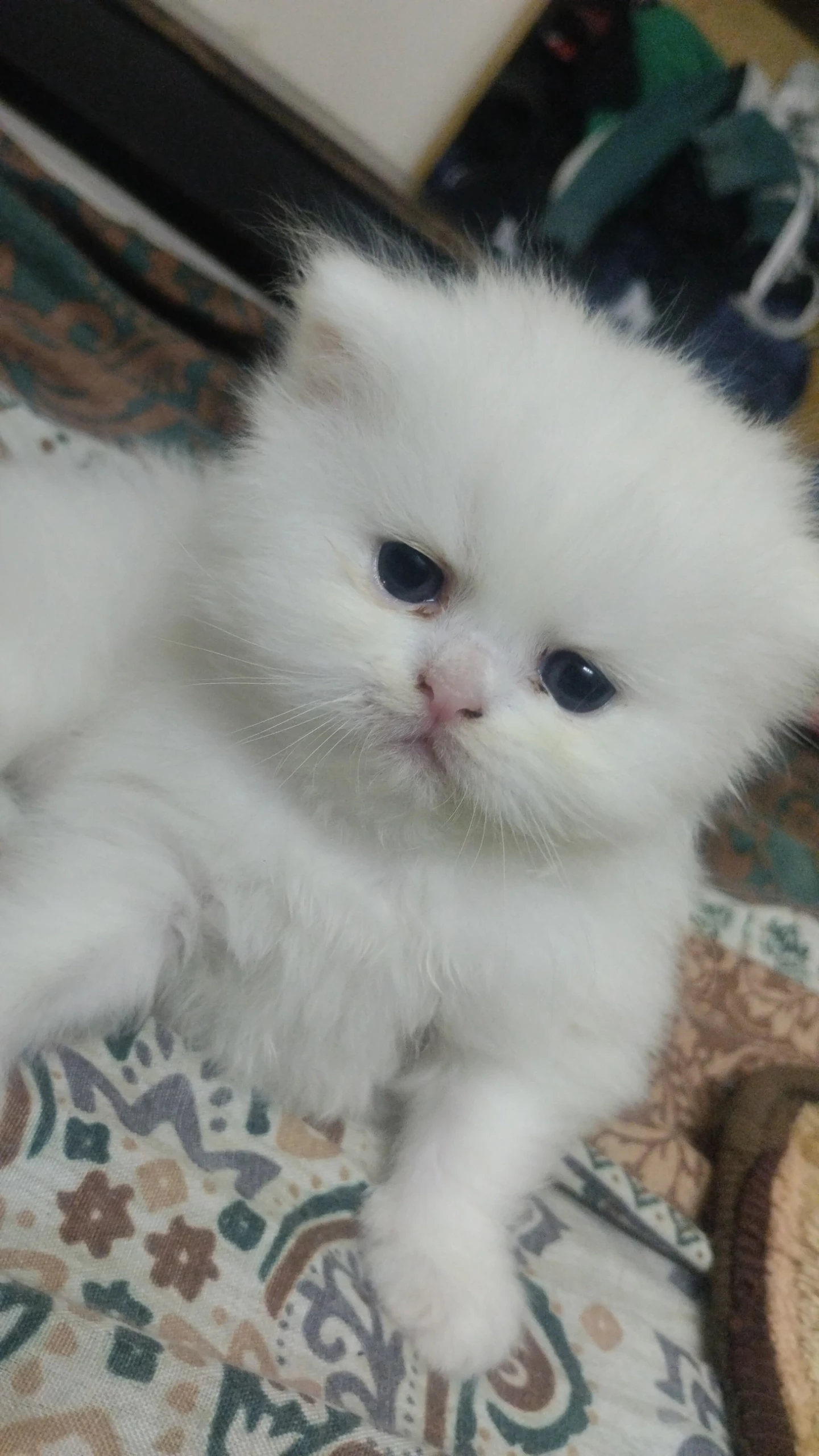 Extreme punch Persian two female kittens