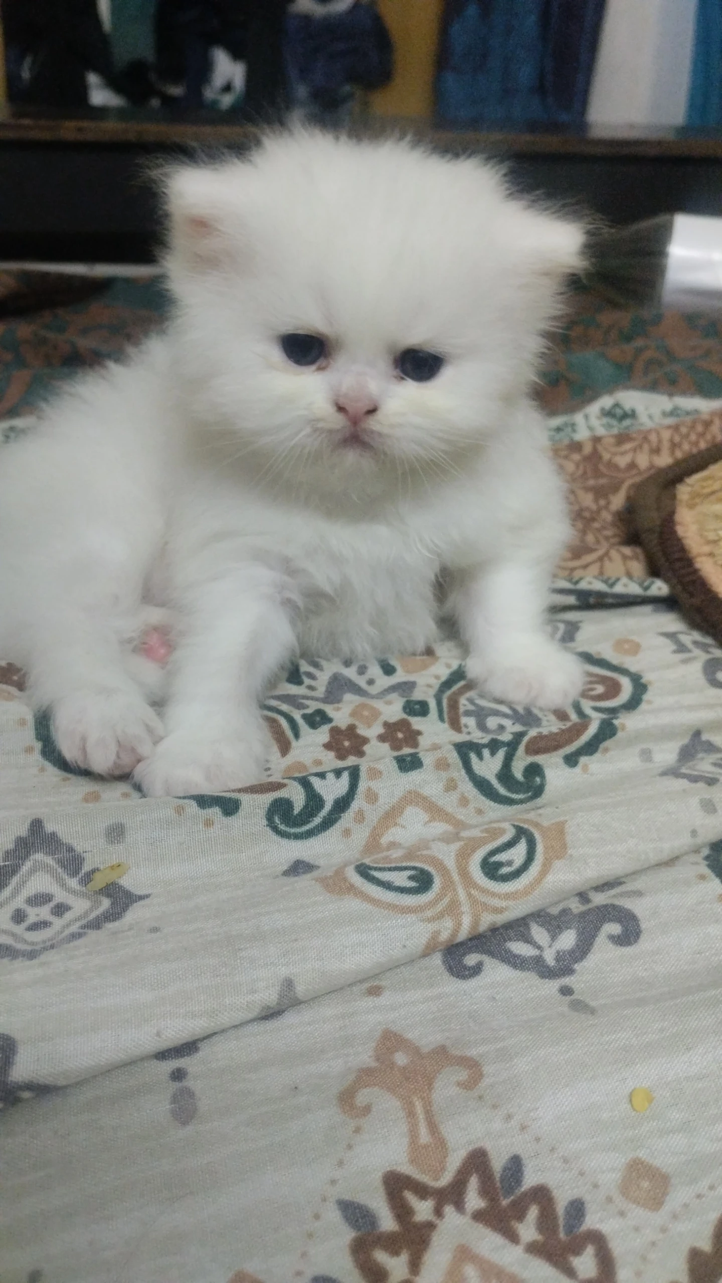 Extreme punch Persian two female kittens