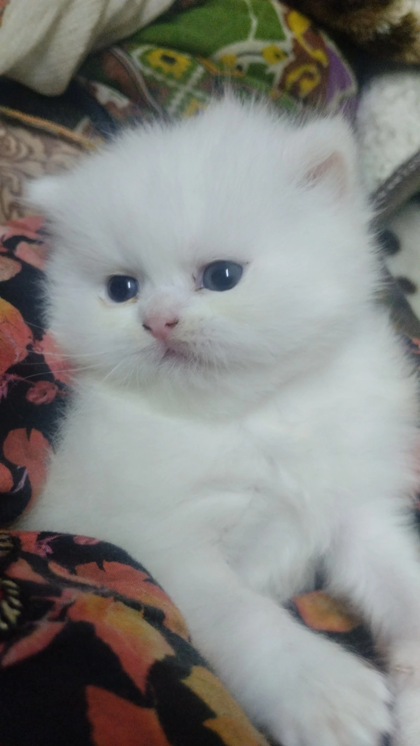 Extreme punch Persian two female kittens