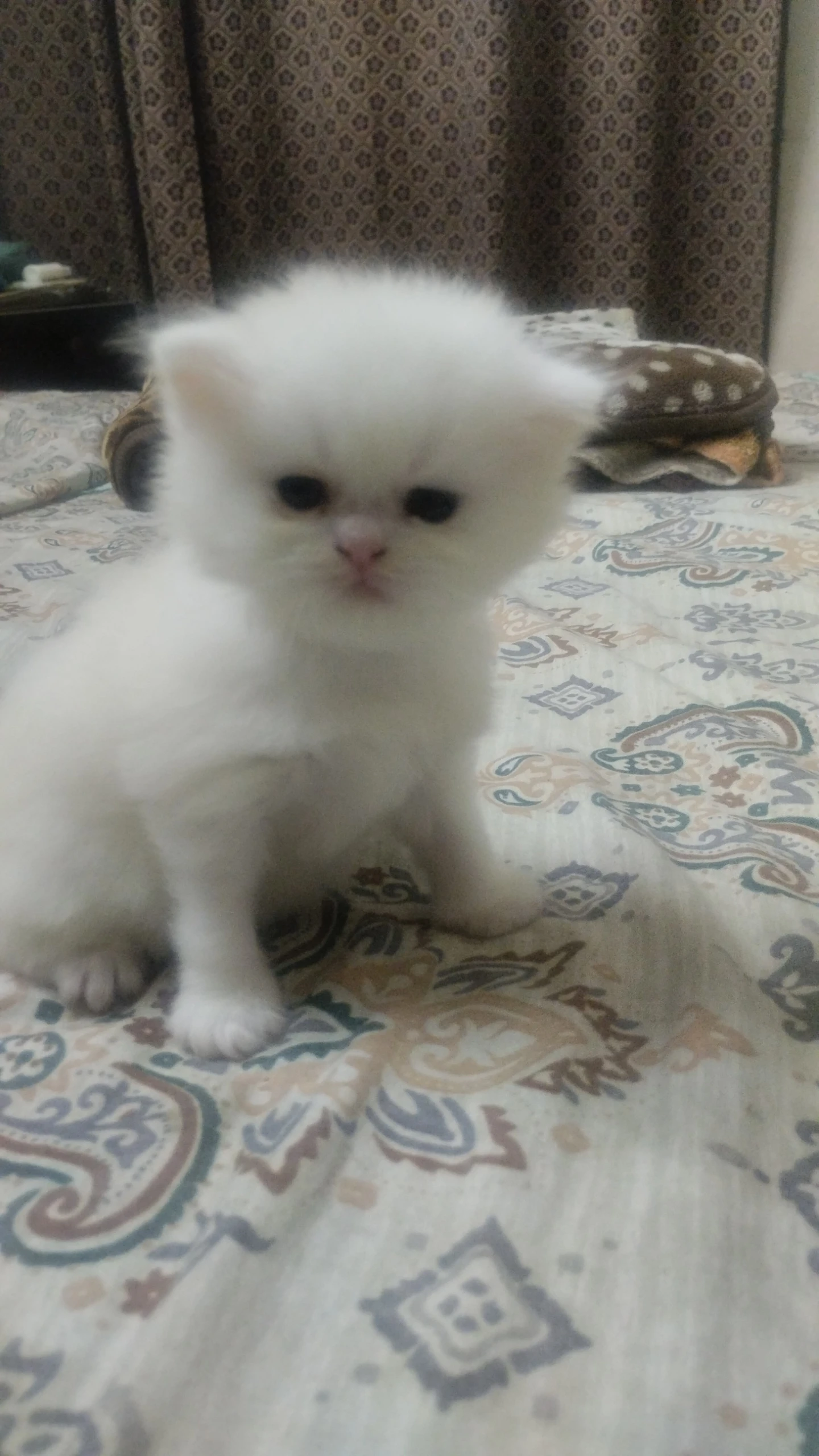 Extreme punch Persian two female kittens