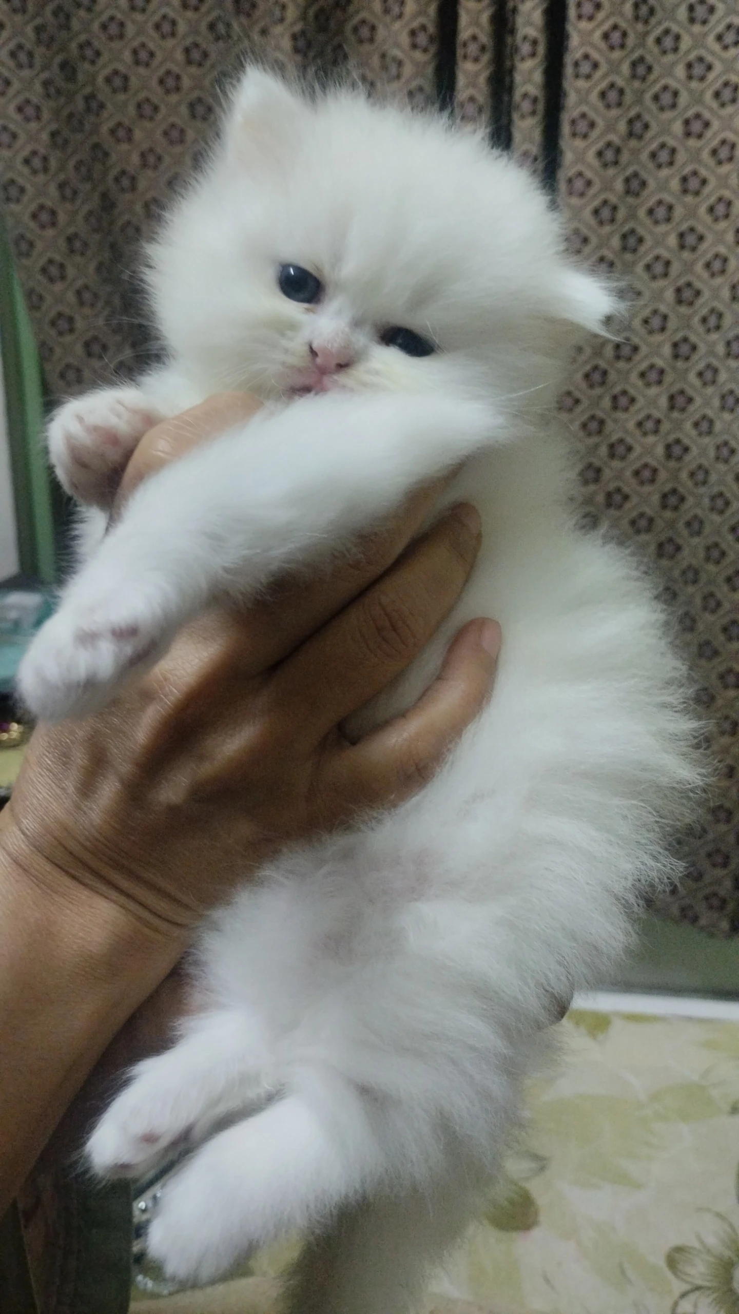 Extreme punch Persian two female kittens